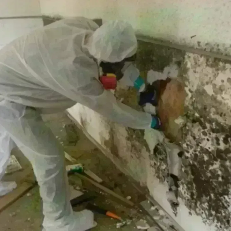 Mold Remediation and Removal in Ackerman, MS